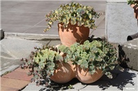 31a6c32c-IMG_7592 sedum sieboldi.jpg
